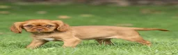 Cavalier King Charles Spaniel dogs for sale: Pepper Cavalier King Charles Spaniel  - Ad 2