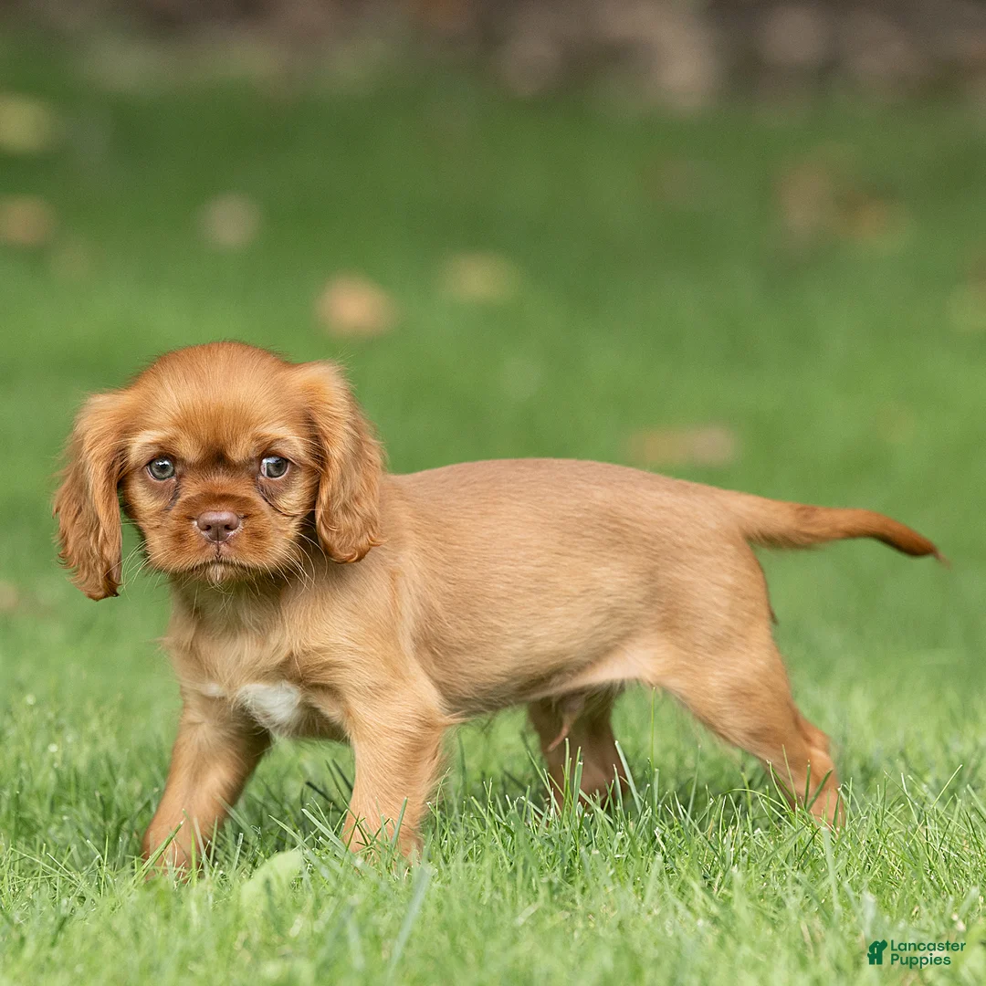 Cavalier King Charles Spaniel dogs for sale: Pepper Cavalier King Charles Spaniel  - Ad 2