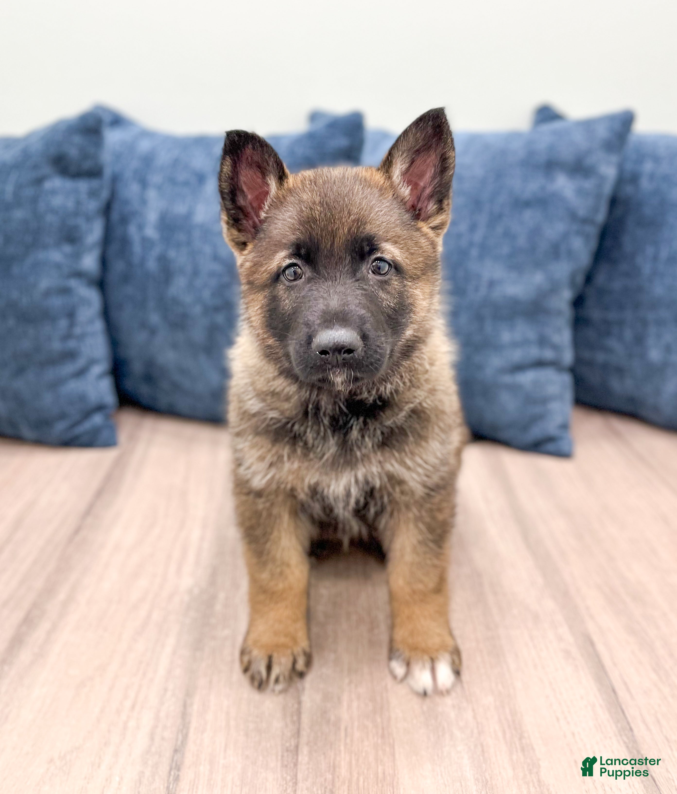 German Shepherd dogs for sale: Biscuit - Ad 3
