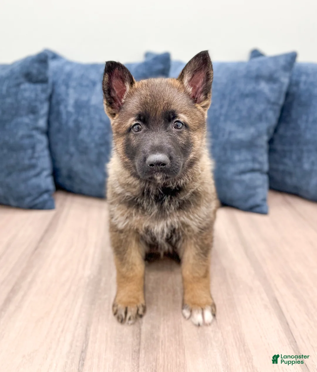 German Shepherd dogs for sale: Biscuit - Ad 1