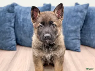 German Shepherd dogs for sale: Biscuit - Ad 3