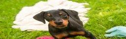 Doberman Pinscher dogs for sale: Elowen - Ad 3