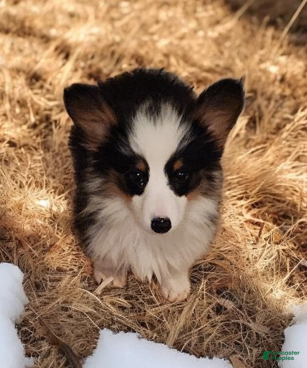 Welsh Corgi Pembroke dogs for sale: Bambi fluffy tri - Ad 19