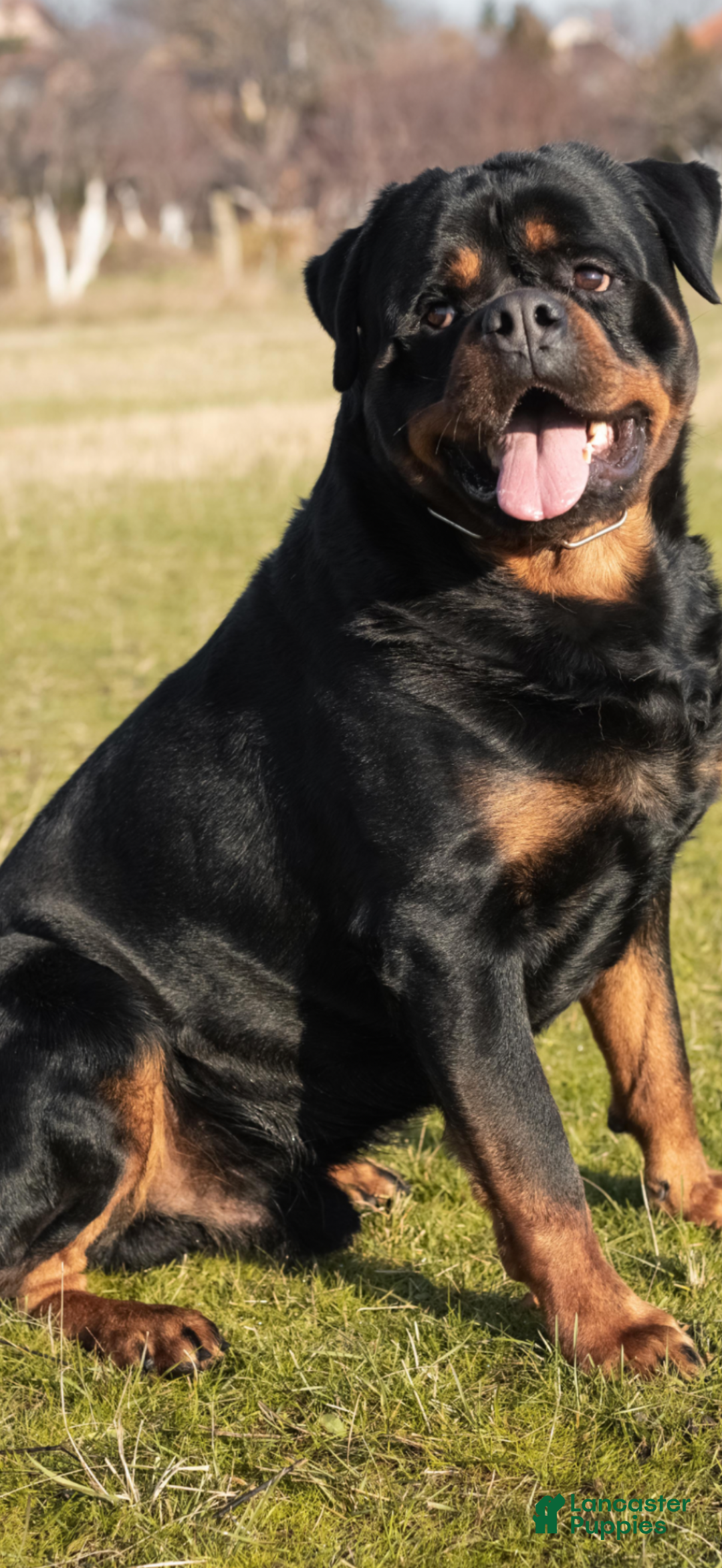 Rottweiler dogs for sale: Elvis - Ad 6