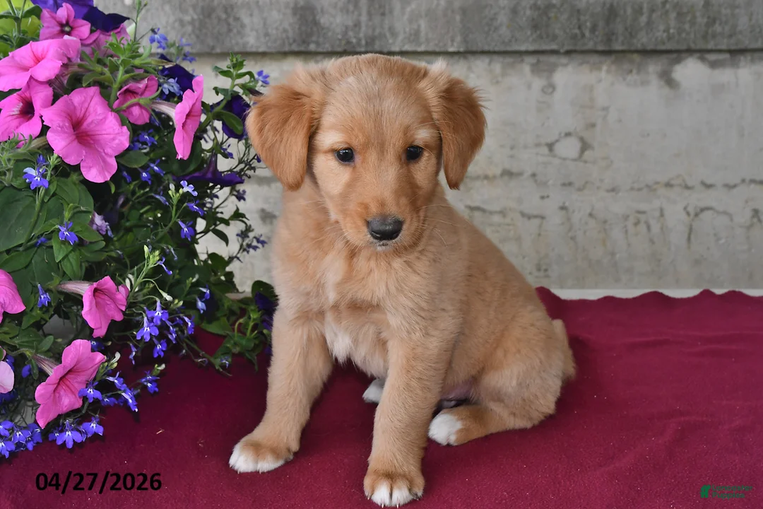 Goberian dogs for sale: Leo - Ad 3