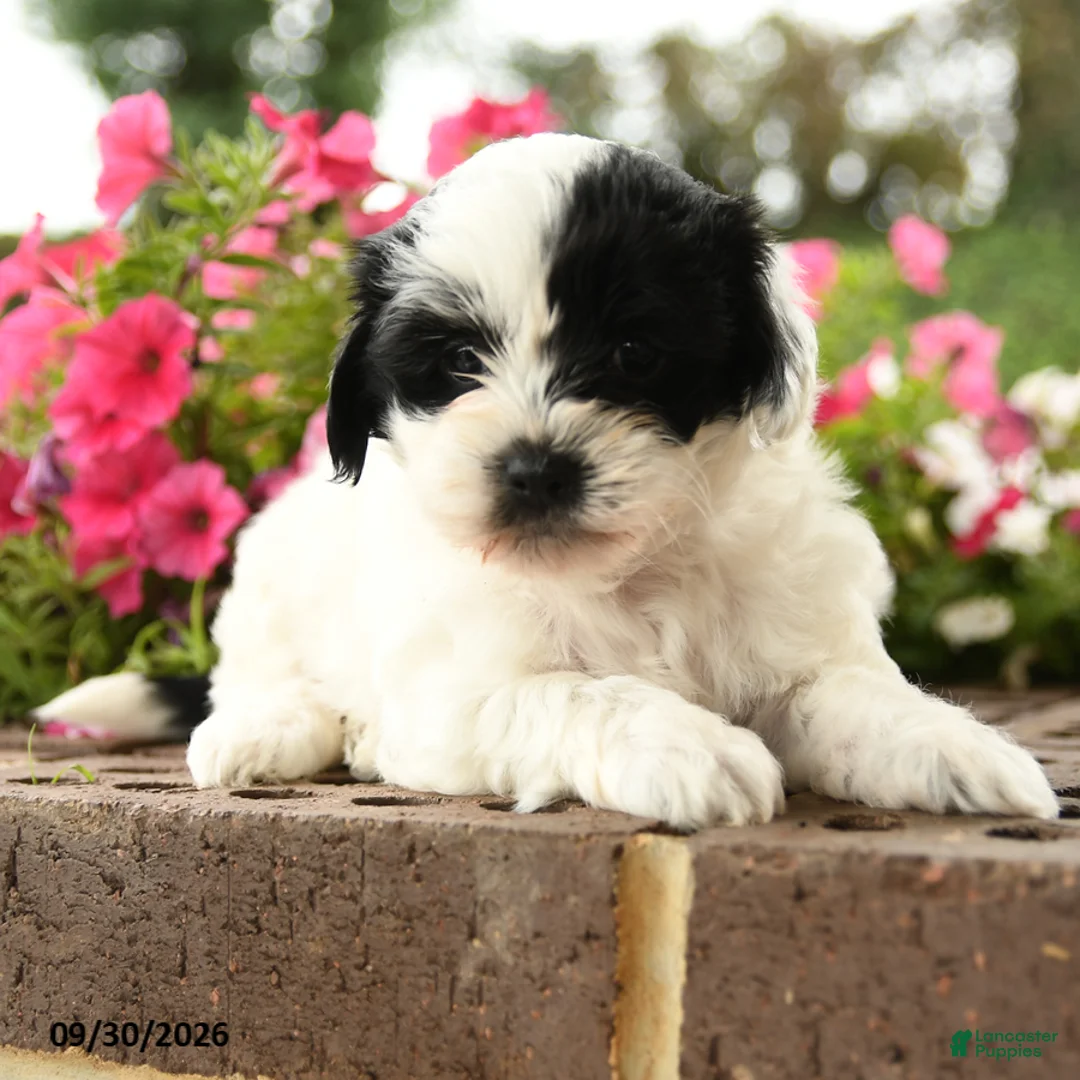 Shihpoo dogs for sale: Juana - Ad 2