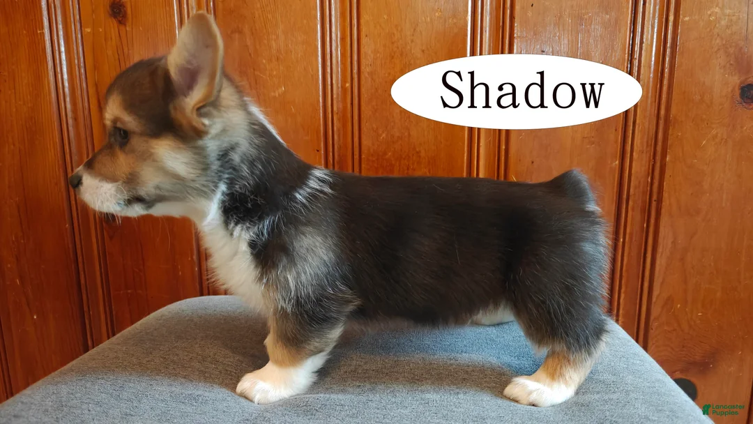 Welsh Corgi Pembroke dogs for sale: Shadow - Ad 5