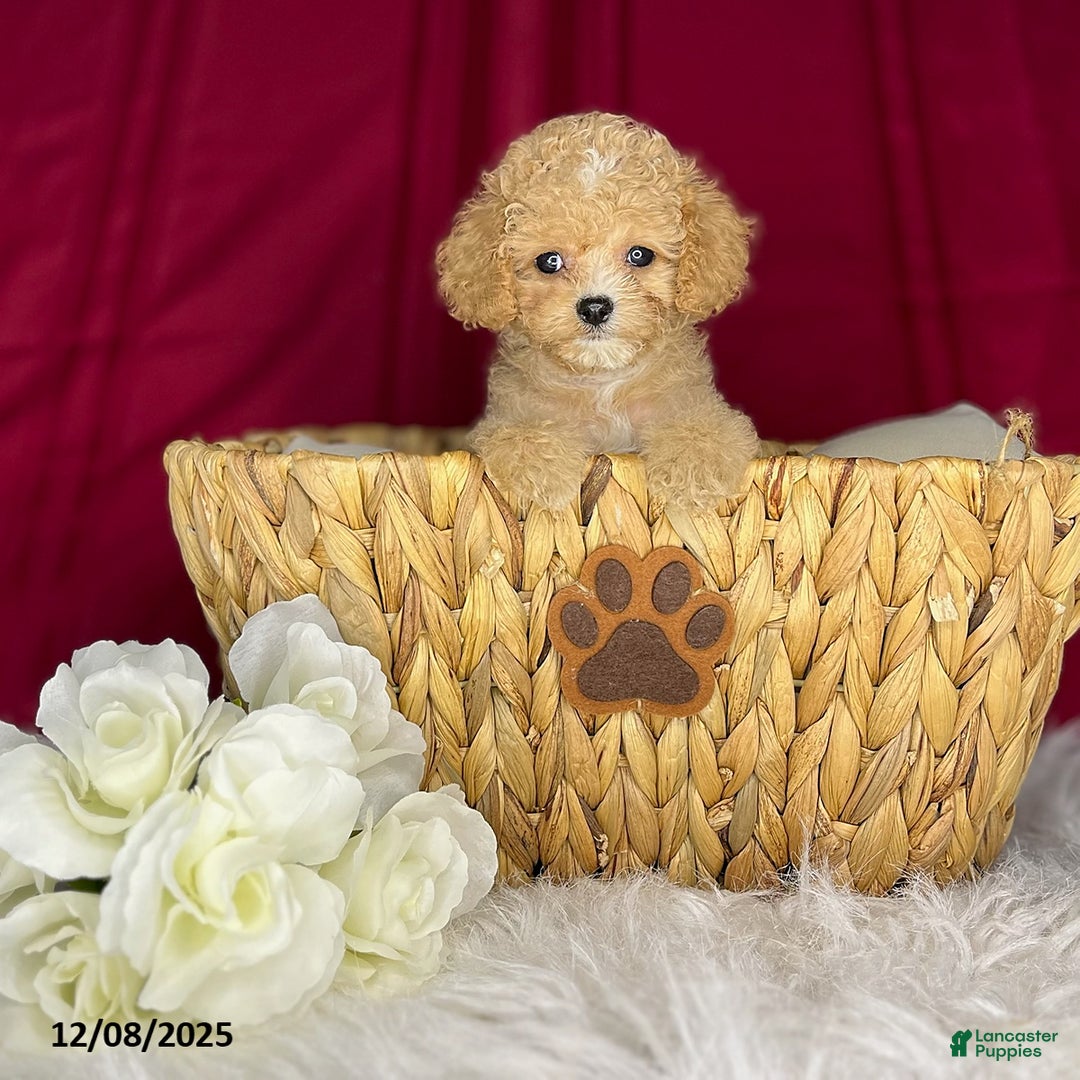 Cavapoochon dogs for sale: Laney - Ad 1