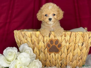 Cavapoochon dogs Laney - Ad 3