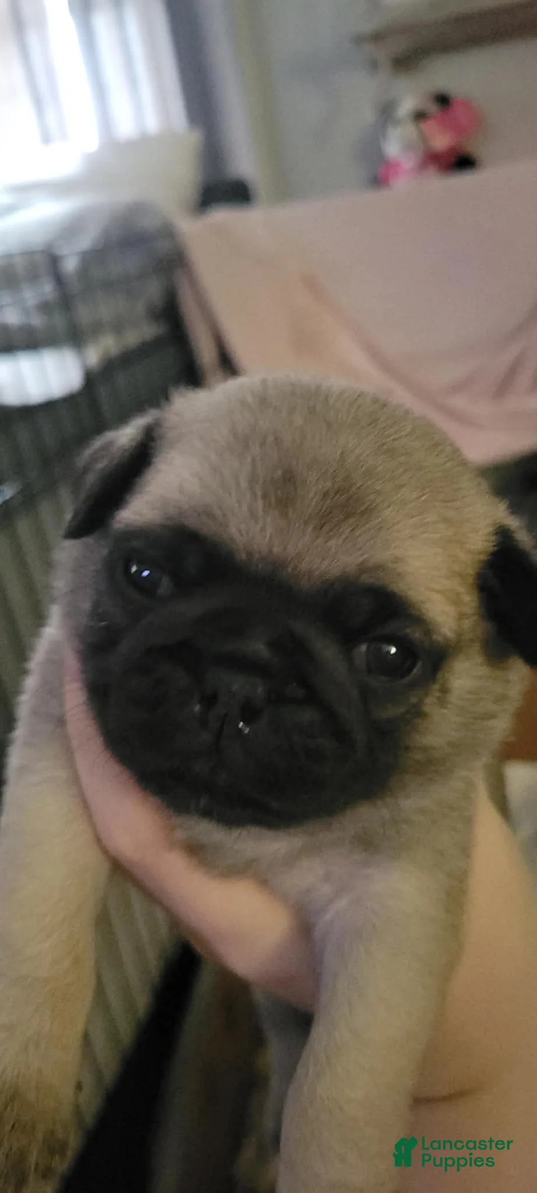 Pug dogs for sale: Pug Puppy 1 - Ad 1