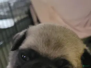 Pug dogs Pug Puppy 1 - Ad 34