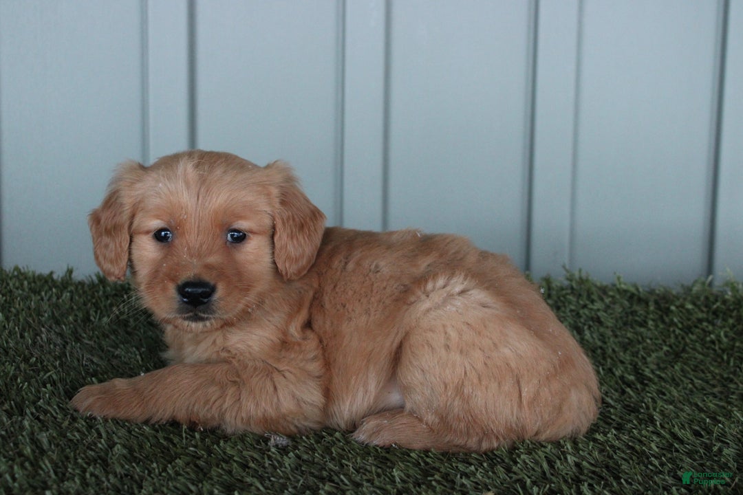 Golden Retriever dogs for sale: Golden Retriever Puppy Chase - Ad 3