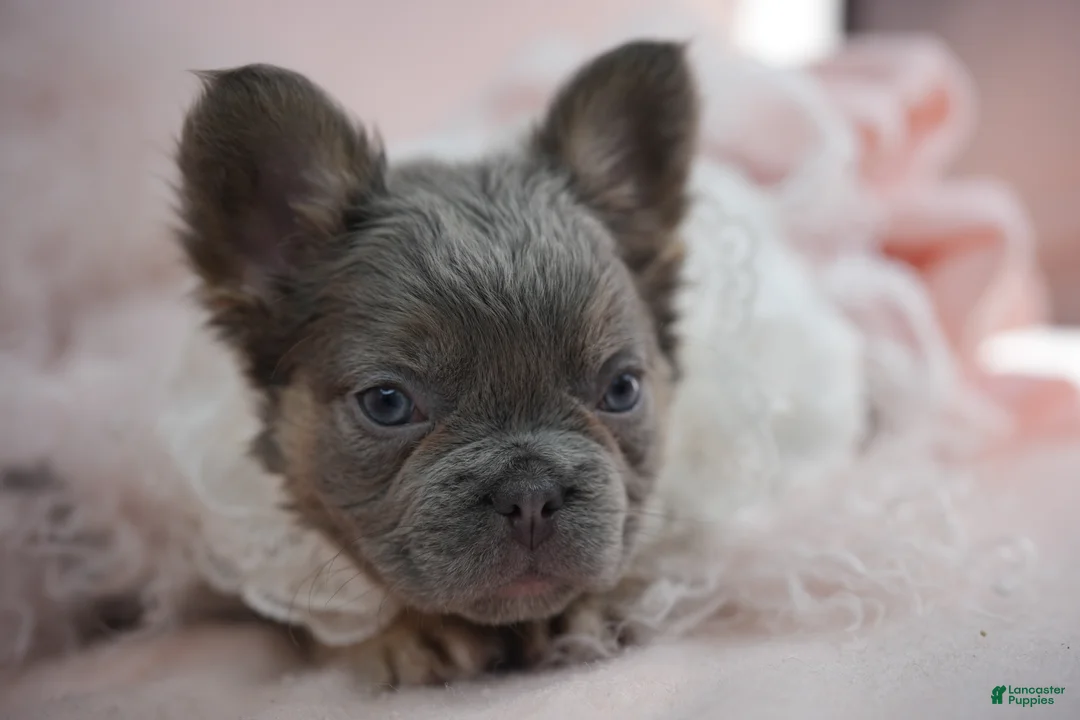 French Bulldog dogs for sale: French Bulldog Puppy 2 - Ad 2