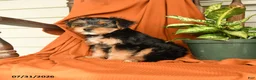 Yorkshire Terrier dogs for sale: Merphy - Ad 4