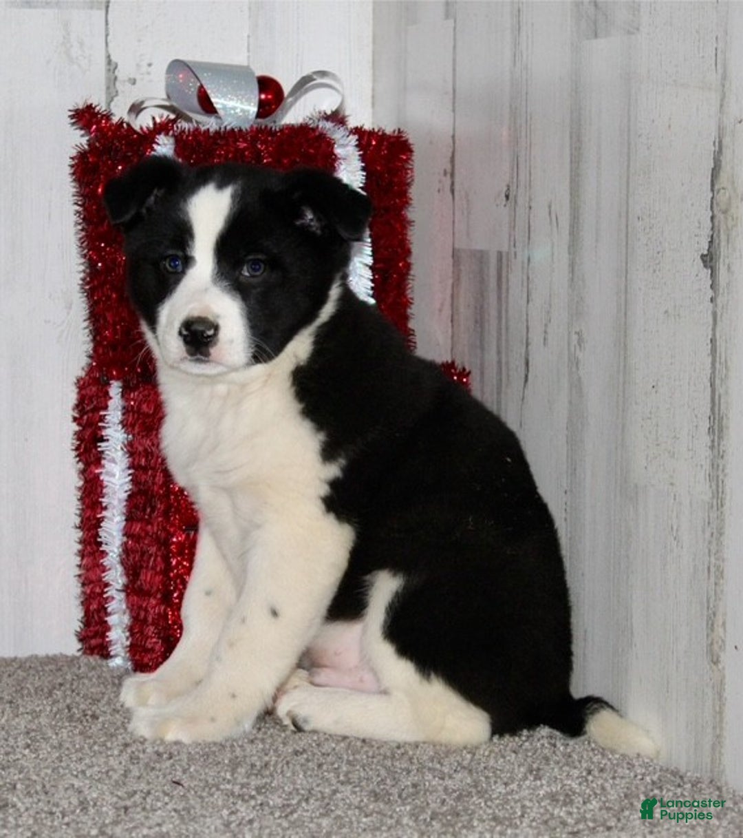 Mini Aussiedoodle dogs for sale: Mr. Ho Ho - Ad 3