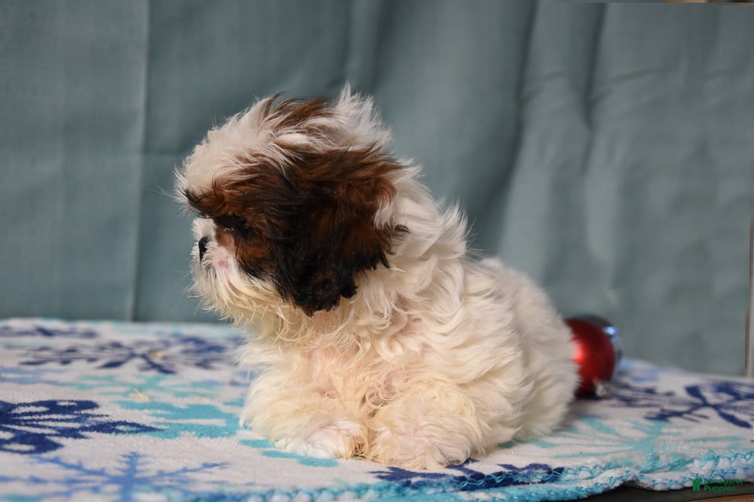 Shih Tzu dogs for sale: Gloria - Ad 3