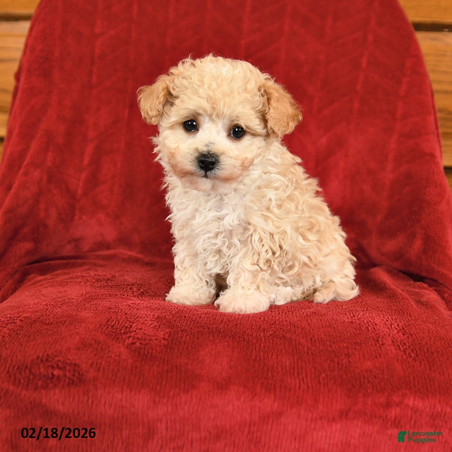 Maltipoo dogs Joy - Ad 1