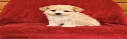 Maltipoo dogs for sale: Joy - Ad 1