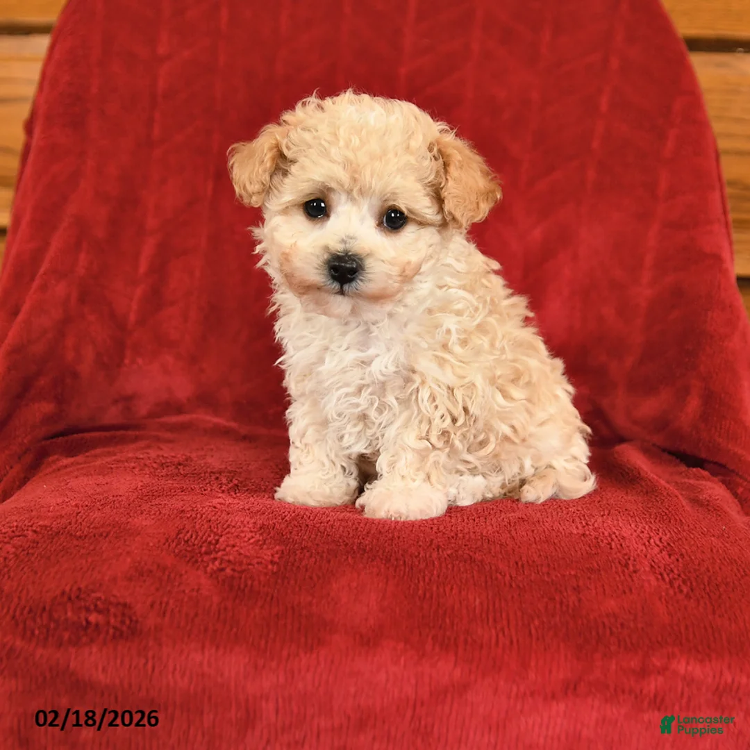 Maltipoo dogs for sale: Joy - Ad 1