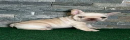 French Bulldog dogs for sale: Mercedes - Ad 4