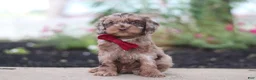 Cockapoo dogs for sale: Kobe - Ad 3
