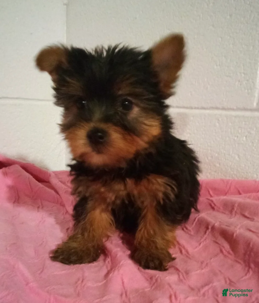 Yorkshire Terrier dogs for sale: Remi - Ad 2