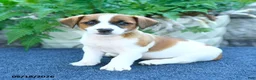 Jack Russell Terrier dogs for sale: Jade - Ad 2