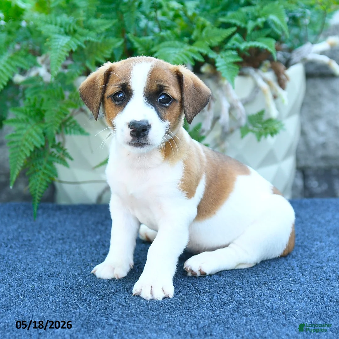 Jack Russell Terrier dogs for sale: Jade - Ad 2