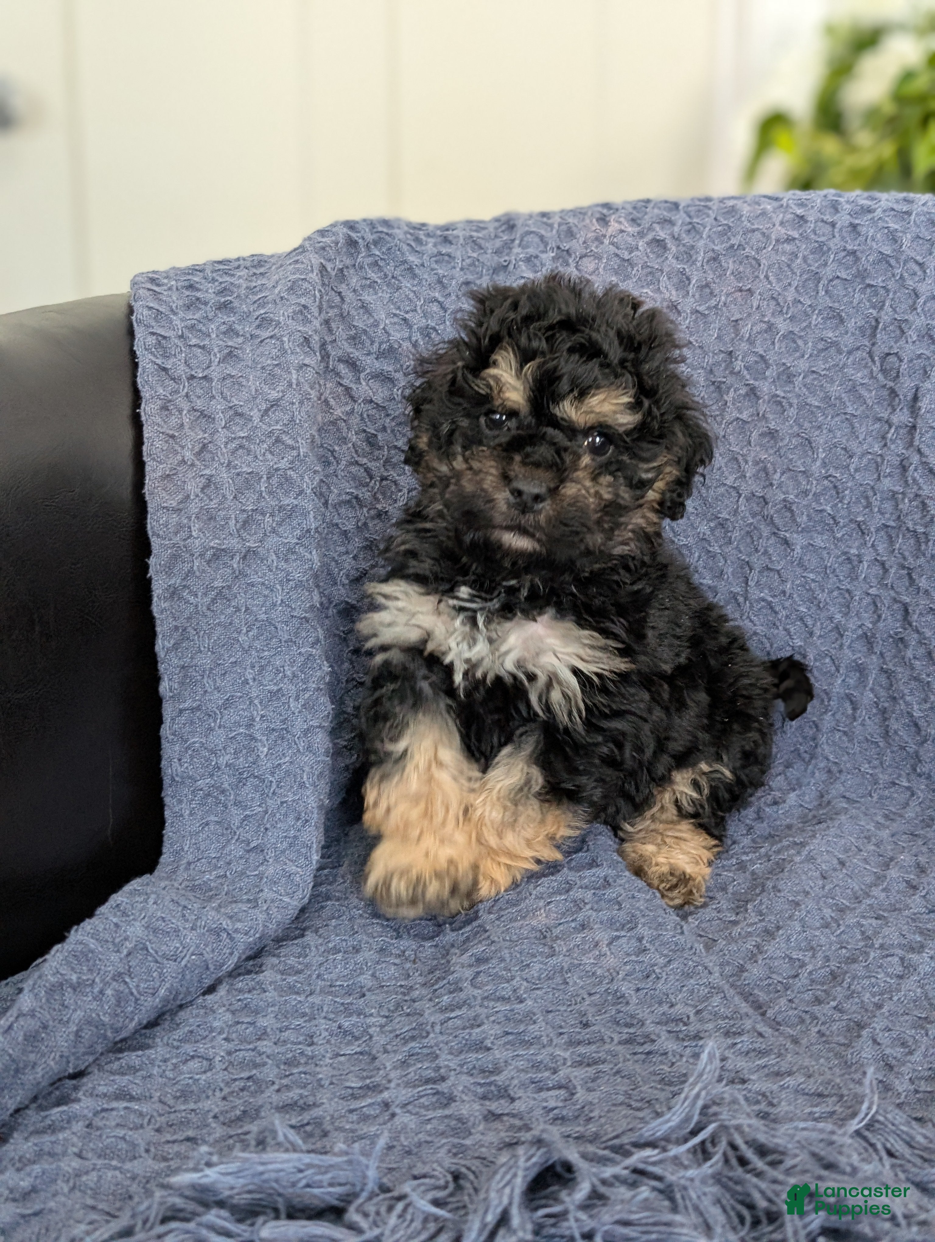 Cockapoo dogs Tiny Atlas - Ad 21