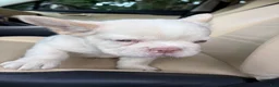 French Bulldog dogs for sale: French Bulldog 7 - Ad 8