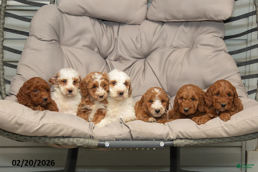 Mini Goldendoodle dogs for sale: Becca - Ad 3