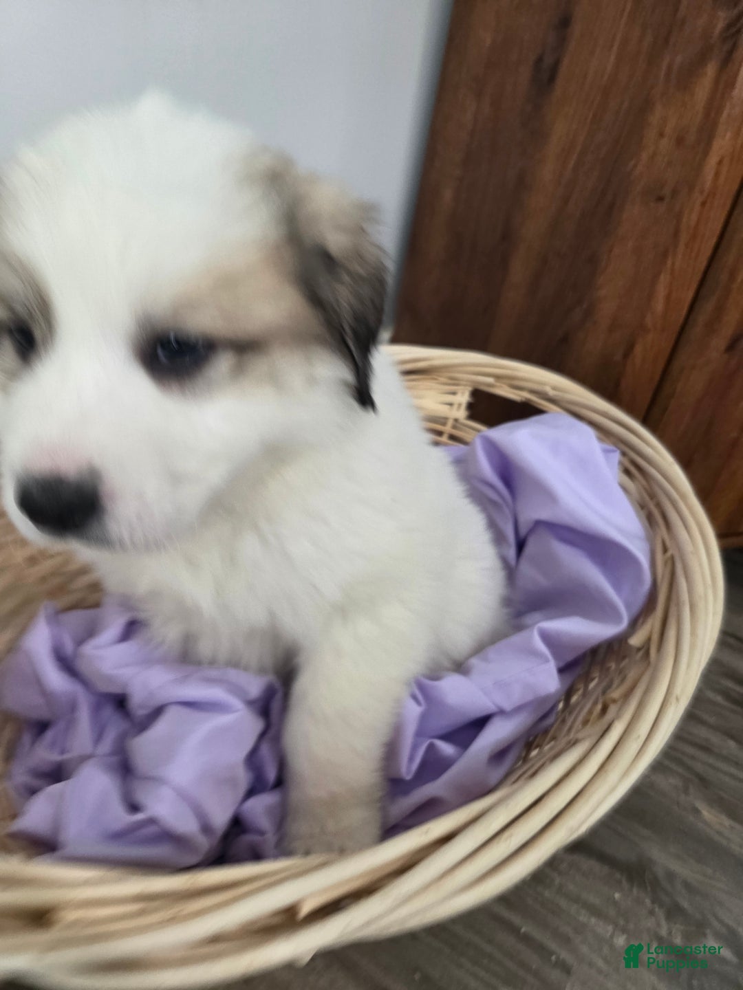 Great Pyrenees dogs for sale: George - Ad 4
