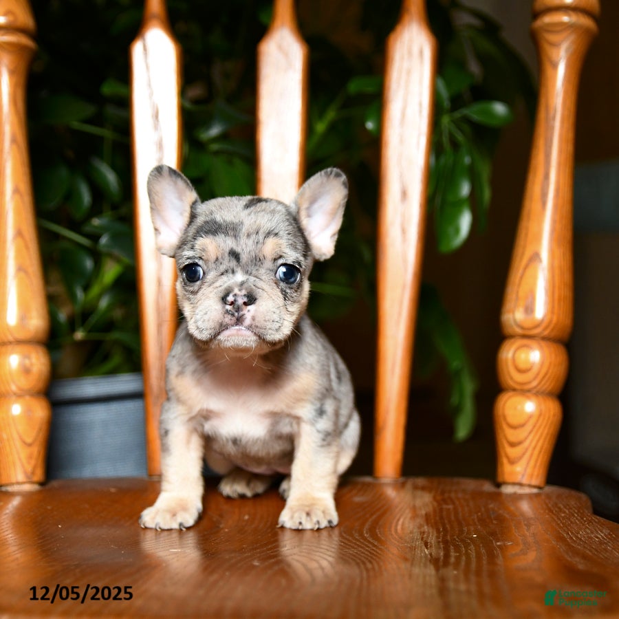 French Bulldog dogs Berry - Ad 15
