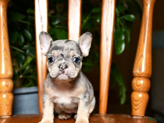 French Bulldog dogs Berry - Ad 5