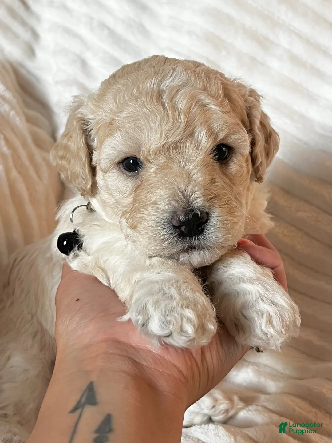 Mixed Breed dogs for sale: Oliver - Ad 1