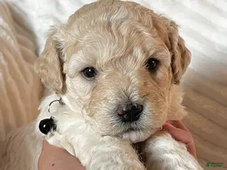 Mixed Breed dogs Oliver - Ad 25