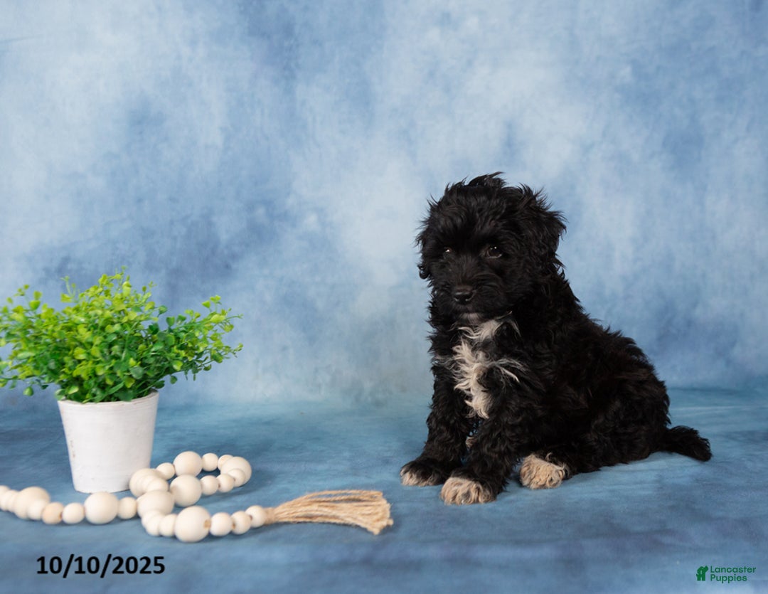 Mixed Breed dogs for sale: Malachi - Ad 6