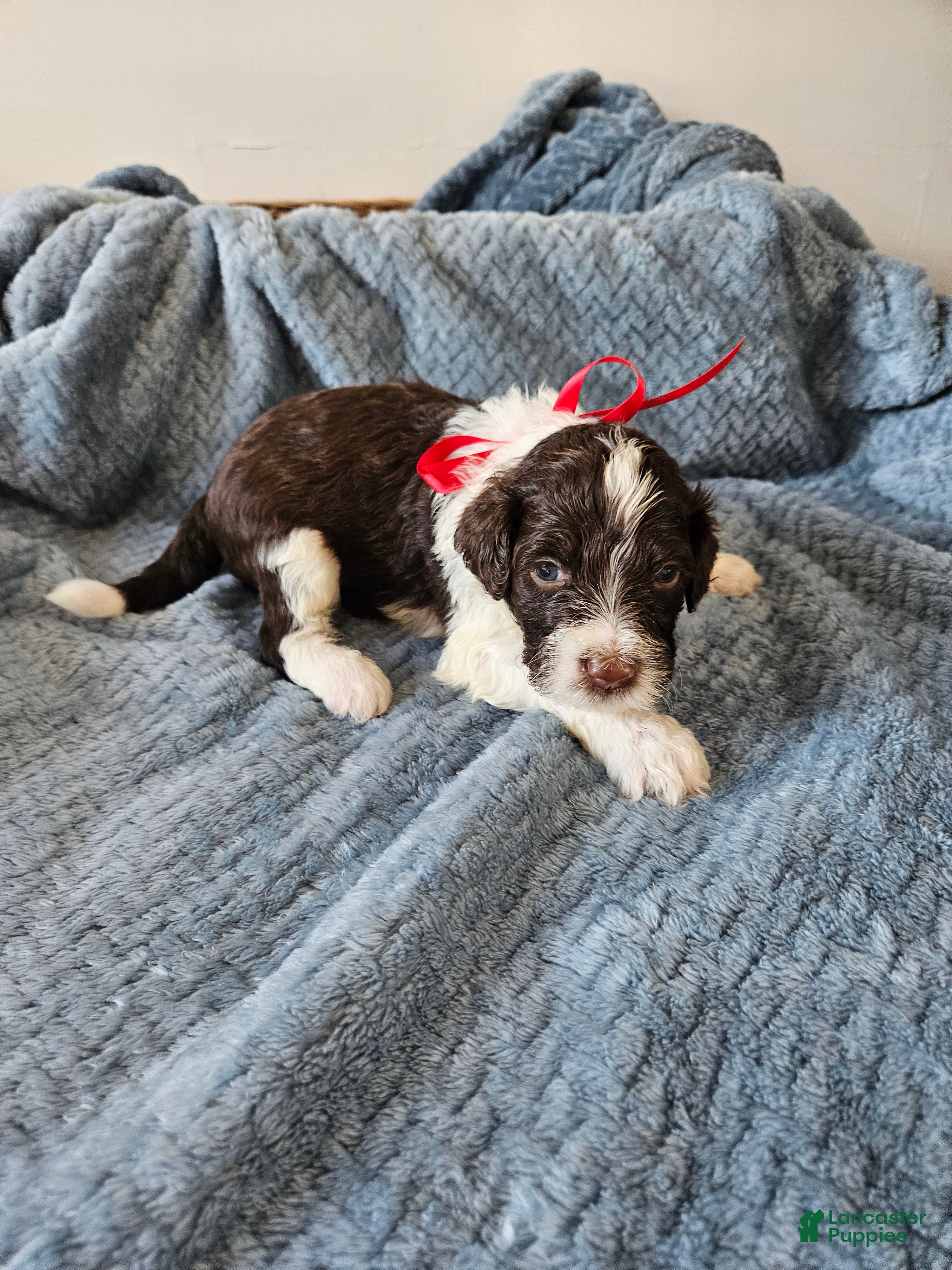 Portuguese Water Dog dogs Dash - Ad 18