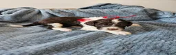 Portuguese Water Dog dogs for sale: Dash - Ad 1