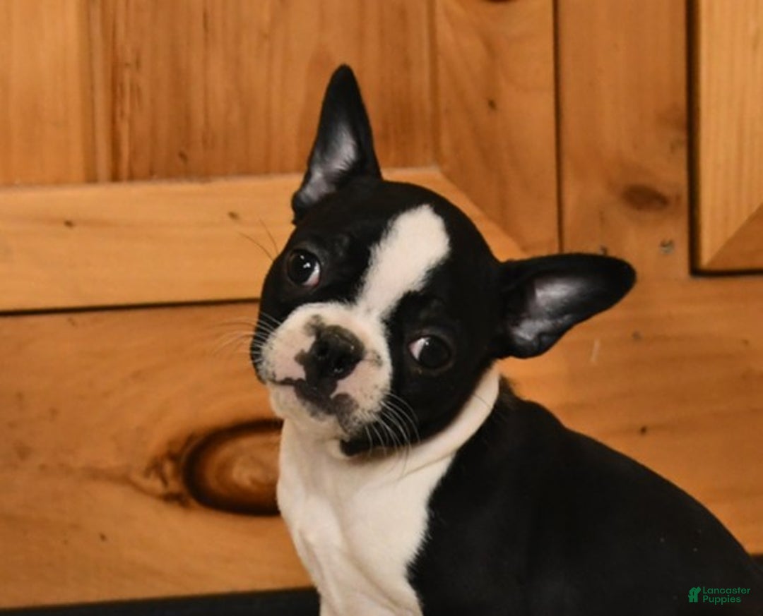 Boston Terrier dogs for sale: Macy - Ad 5