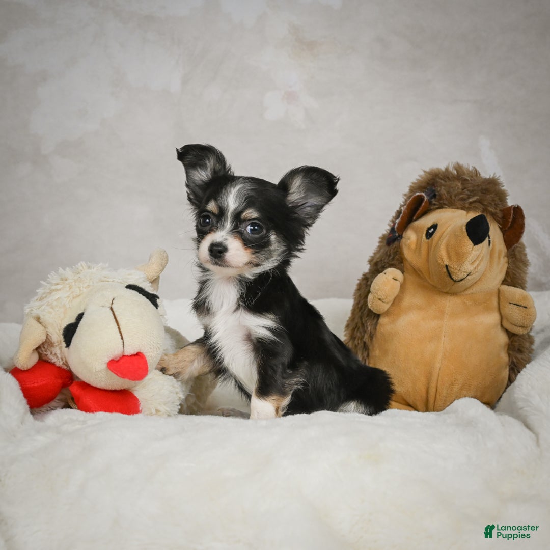 Chihuahua dogs for sale: Tiny - Ad 1