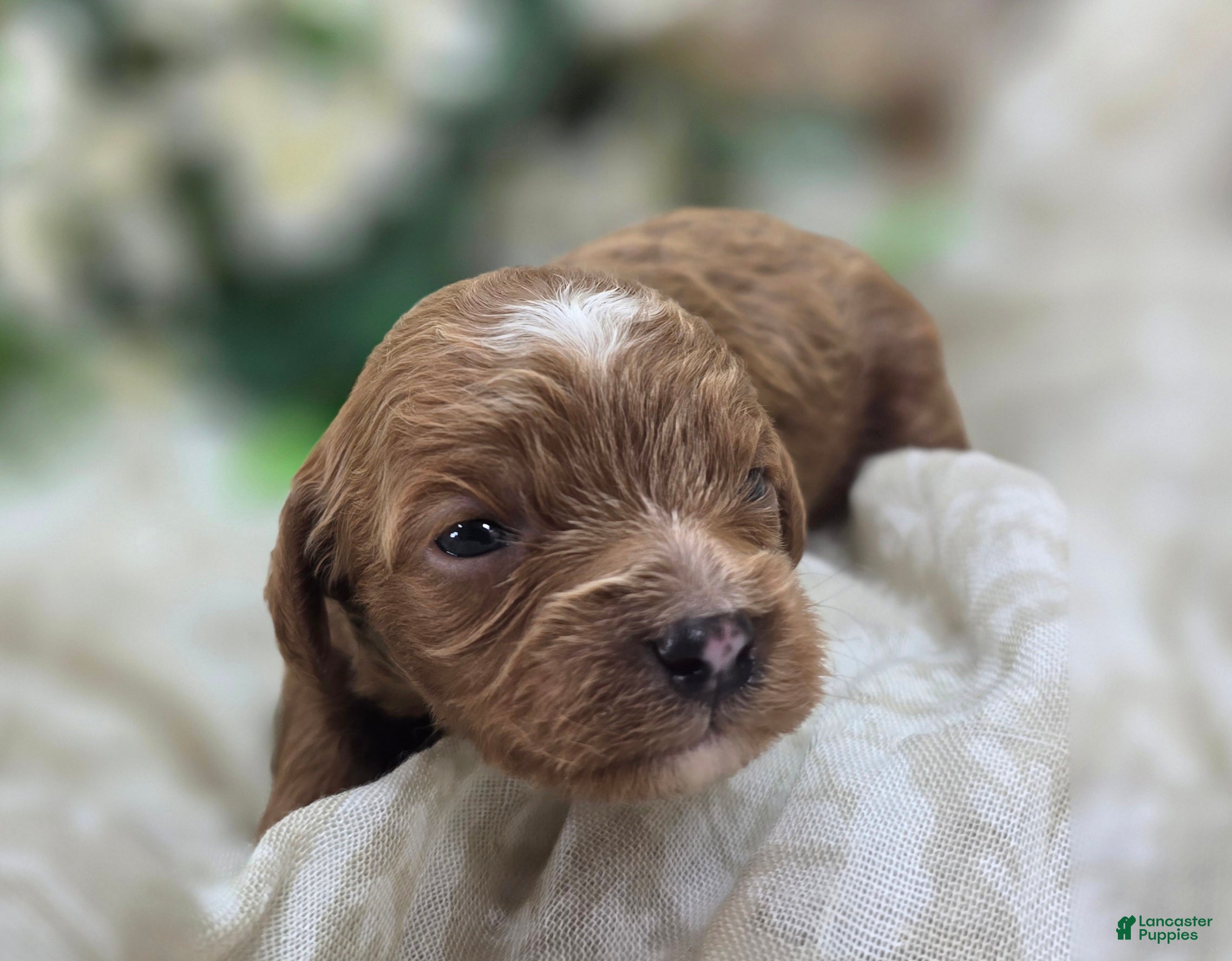 Cavapoo dogs Rollypolly - Ad 11