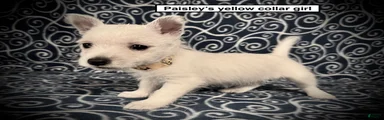 AKC Paisley's Yellow Collar Female