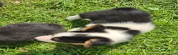 Welsh Corgi Pembroke dogs for sale: Oreo girl  - Ad 7