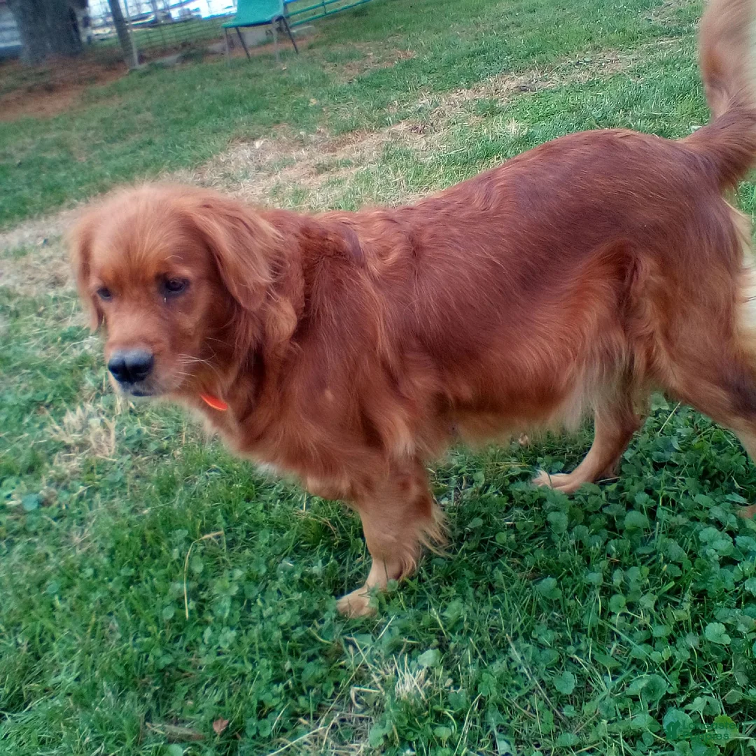 Golden Retriever dogs for sale: Chester - Ad 4