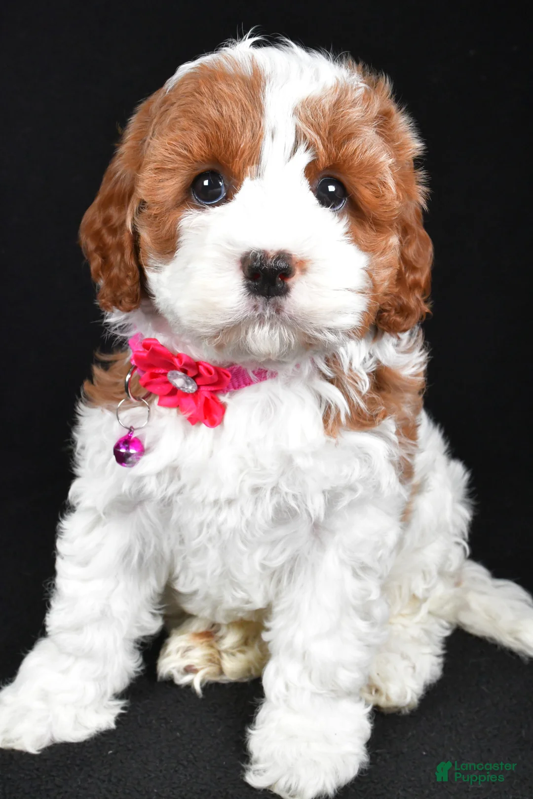 Cavapoo dogs for sale: Beauty f one b - Ad 2
