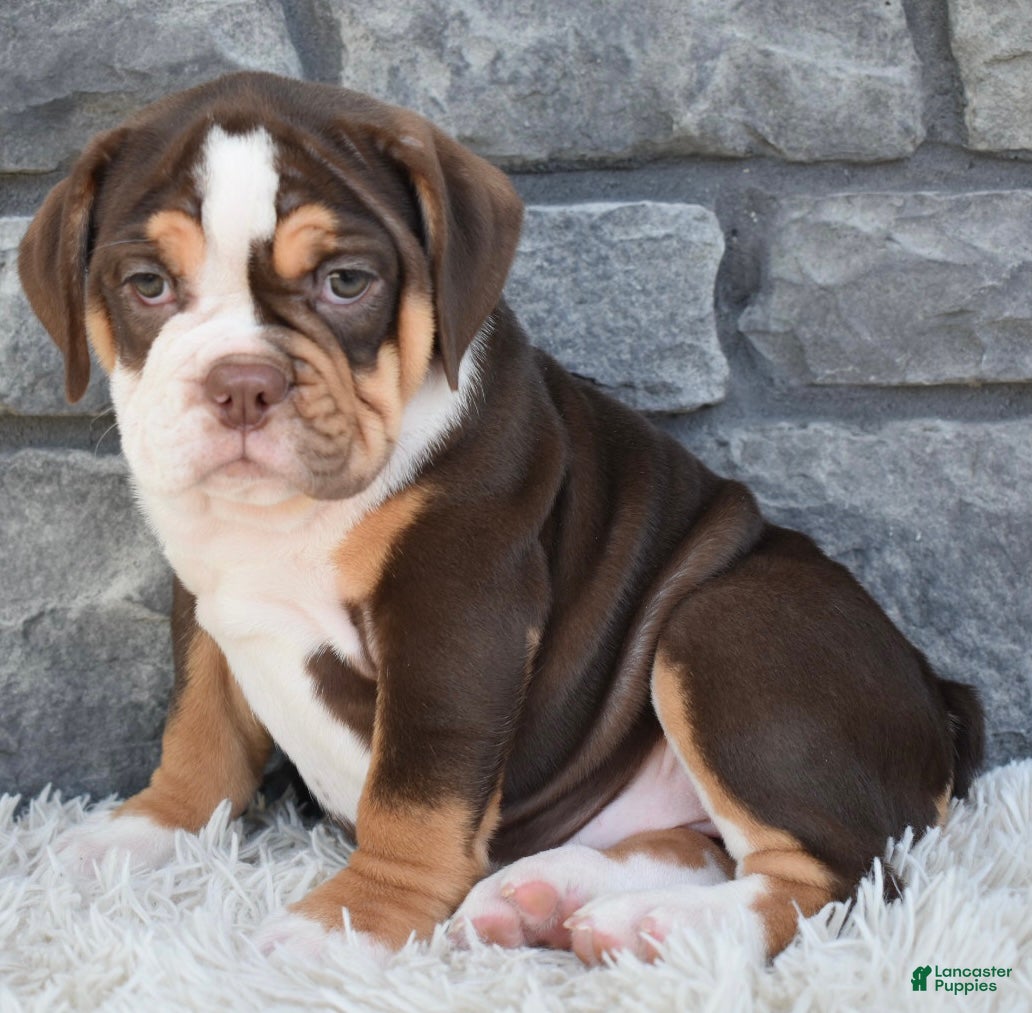 Beabull dogs Bonnie - Ad 1