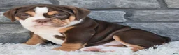 Beabull dogs for sale: Bonnie - Ad 1