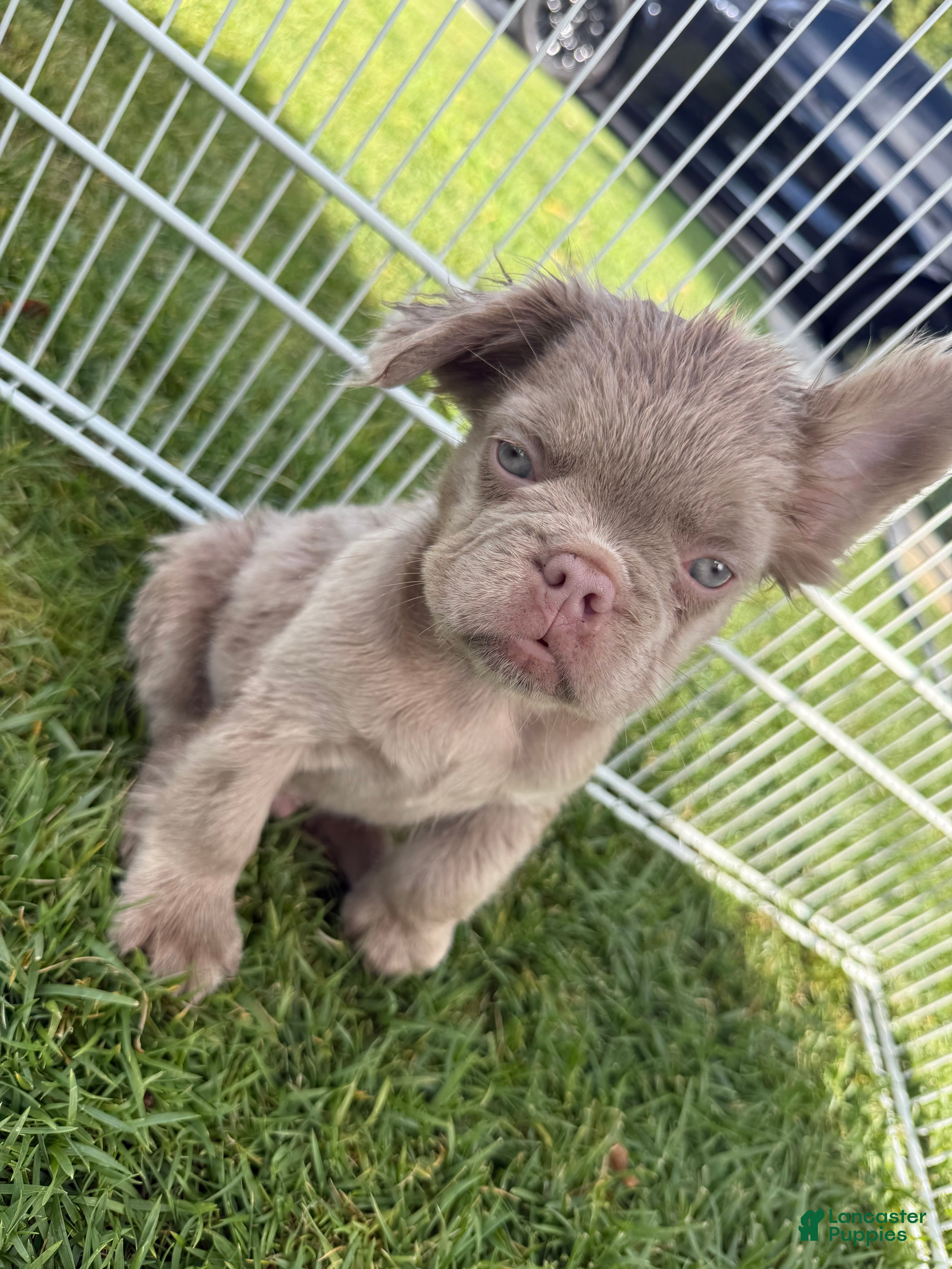 French Bulldog dogs French Bulldog 4 - Ad 1