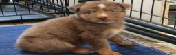 Australian Shepherd dogs for sale: River - Ad 1